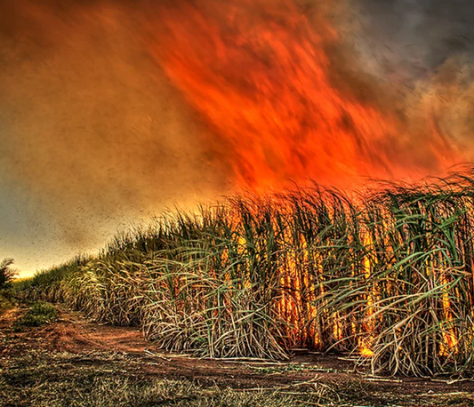 Combating Sugarcane Burning: How SugarWare is Paving the Way for a Sustainable Future in South Florida
